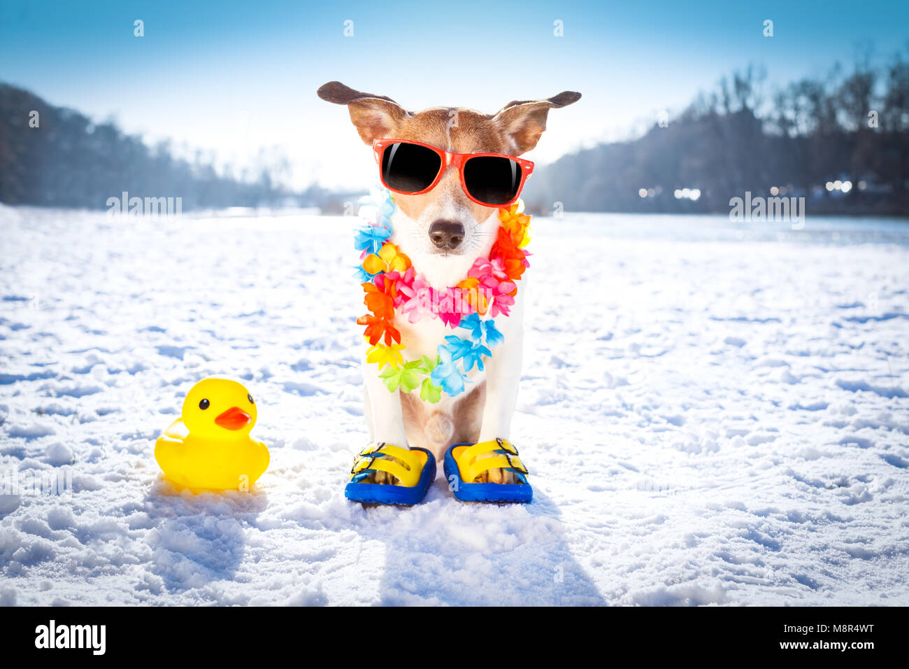 cool funny freezing icy dog in snow with sunglasses and flower chain , waiting for the summer to come very soon Stock Photo
