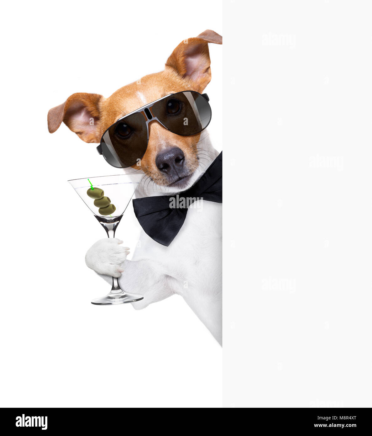 drunk jack russell dog toasting and drinking a cocktail martini drink with olives, isolated on