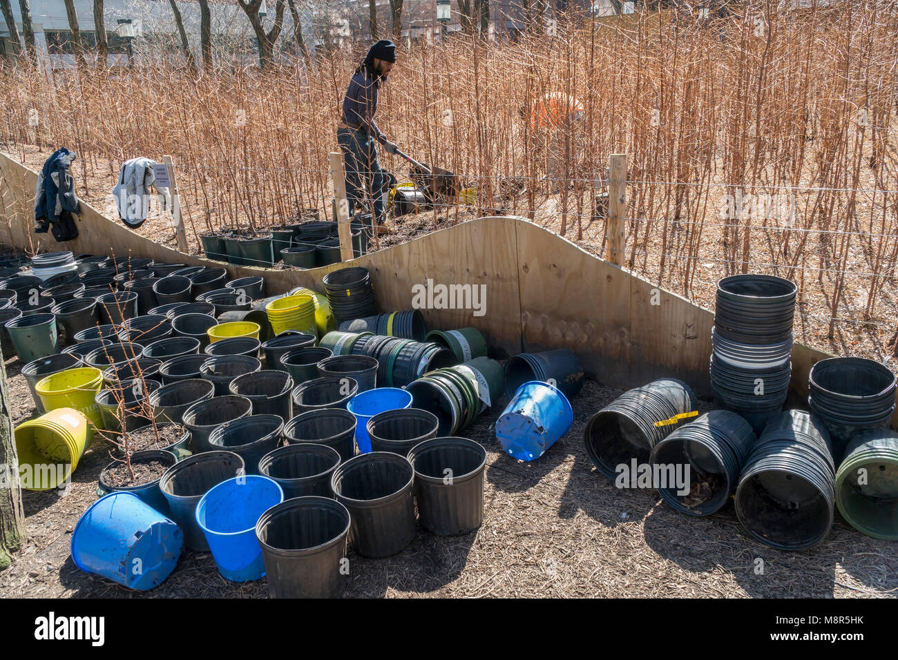 Workers dig up the Dawn Redwood trees of "Lost Man Creek" by the artist Spencer Finch at the Metrotech Center in Brooklyn in New York on closing day, Sunday, March 11, 2018. The forest, which grew naturally from October 2016, was comprised of 4000 Dawn Redwoods which recreated a 790 acre area in 1:100 scale of Redwood National Park in California. At today's end of the installation the trees were given away to attendees with any remaining donated to various organizations . (© Richard B. Levine) Stock Photo