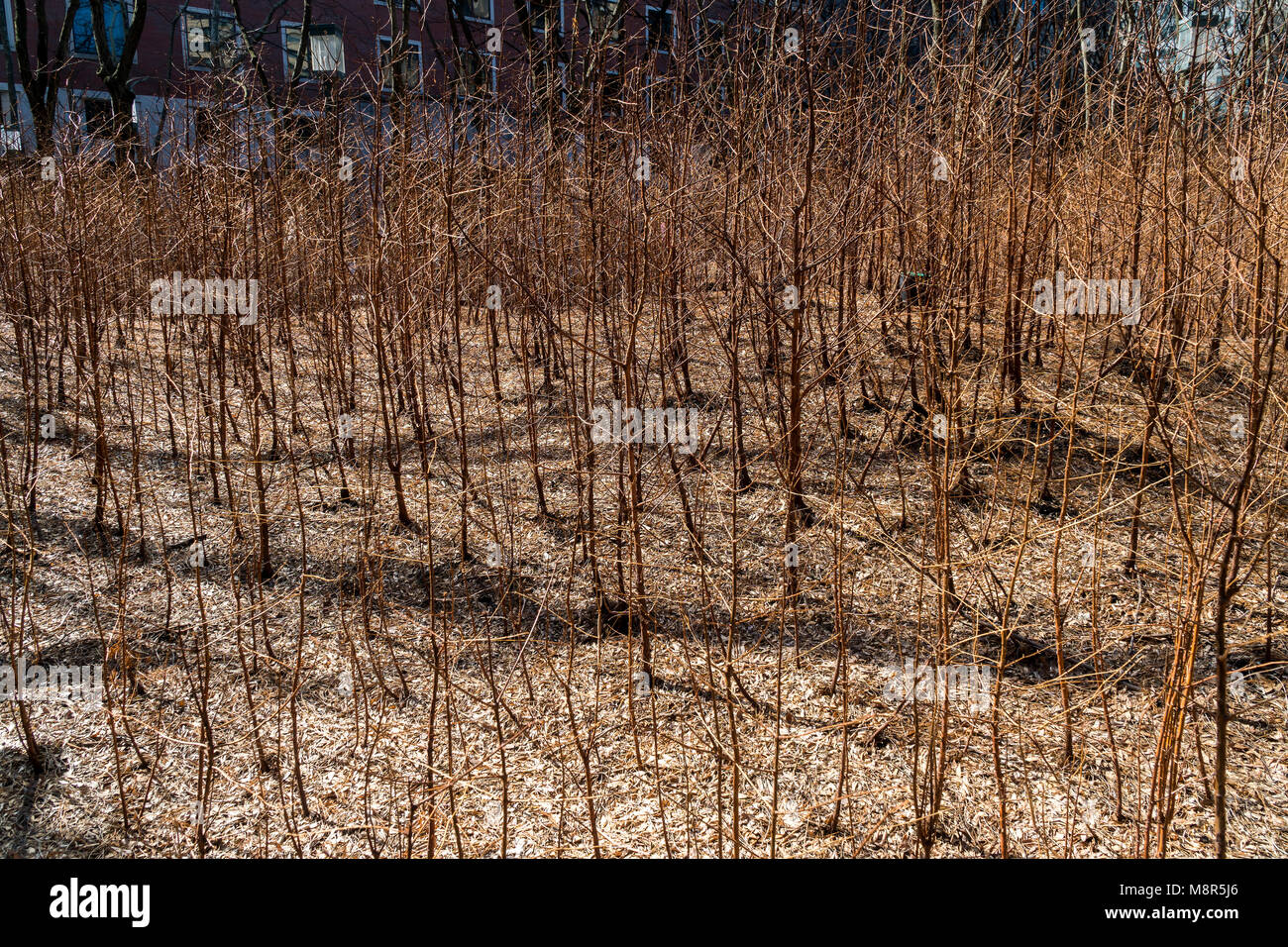 "Lost Man Creek" by the artist Spencer Finch at the Metrotech Center in Brooklyn in New York on closing day, Sunday, March 11, 2018, showing the Dawn Redwood trees. The forest, which grew naturally from October 2016, was comprised of 4000 Dawn Redwoods which recreated a 790 acre area in 1:100 scale of Redwood National Park in California. At today's end of the installation the trees were given away to attendees with any remaining donated to various organizations . (© Richard B. Levine) Stock Photo