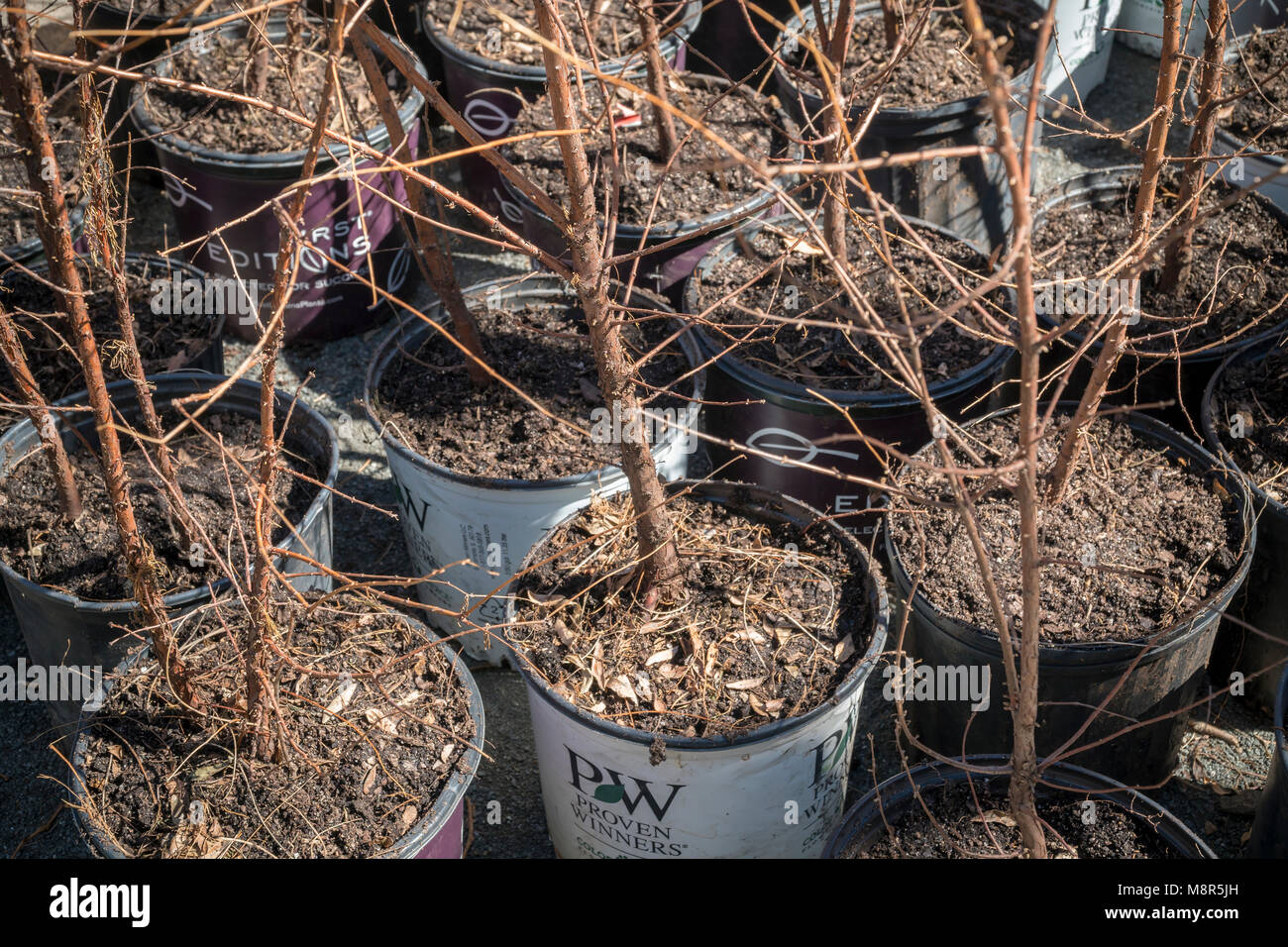 The potted miniature Dawn Redwood trees of "Lost Man Creek" by the artist Spencer Finch at the Metrotech Center in Brooklyn in New York on closing day, Sunday, March 11, 2018. The forest, which grew naturally from October 2016, was comprised of 4000 Dawn Redwoods which recreated a 790 acre area in 1:100 scale of Redwood National Park in California. At today's end of the installation the trees were given away to attendees with any remaining donated to various organizations . (© Richard B. Levine) Stock Photo