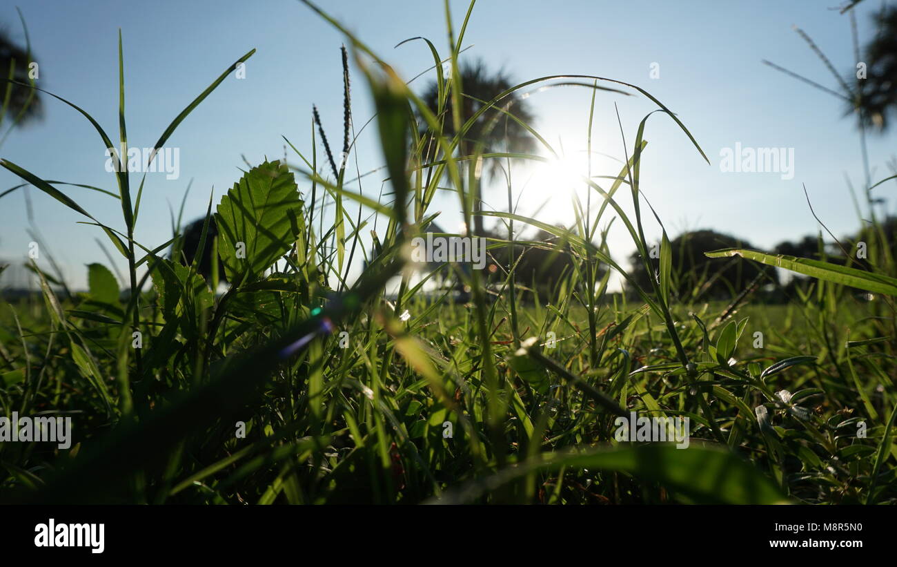 These Pictures were taken at Safety Harbors National Chalk Day Stock