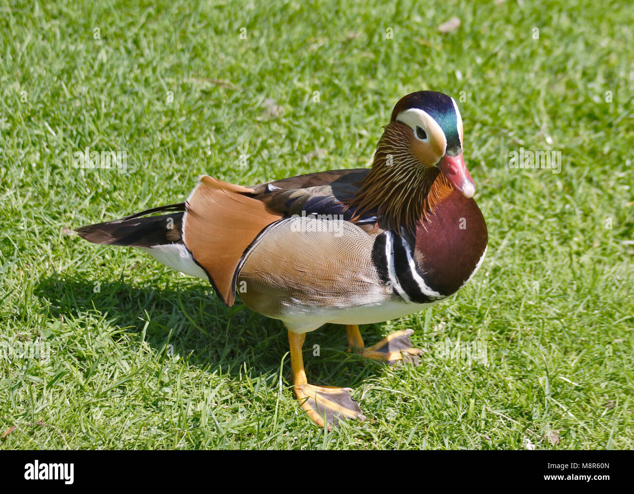 Mandarin Duck (aix galericulata) male Stock Photo
