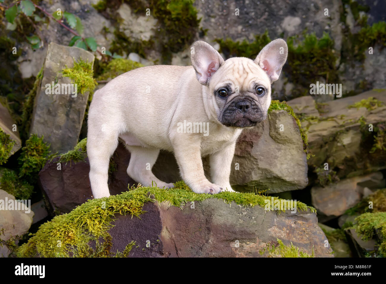 Cute eight weeks old French Bulldog puppy, a faithfully and puppy-eyed fawn colored female dog standing on a heap of moss-covered stones Stock Photo