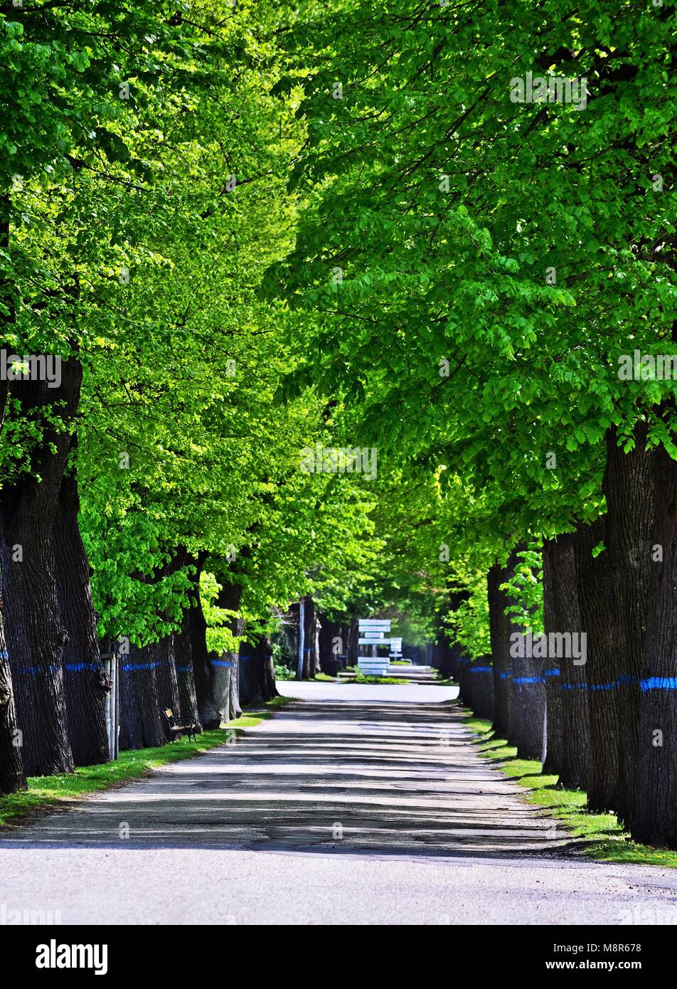 Tree avenue in the Zentralfriedhof in Vienna, Austria Stock Photo