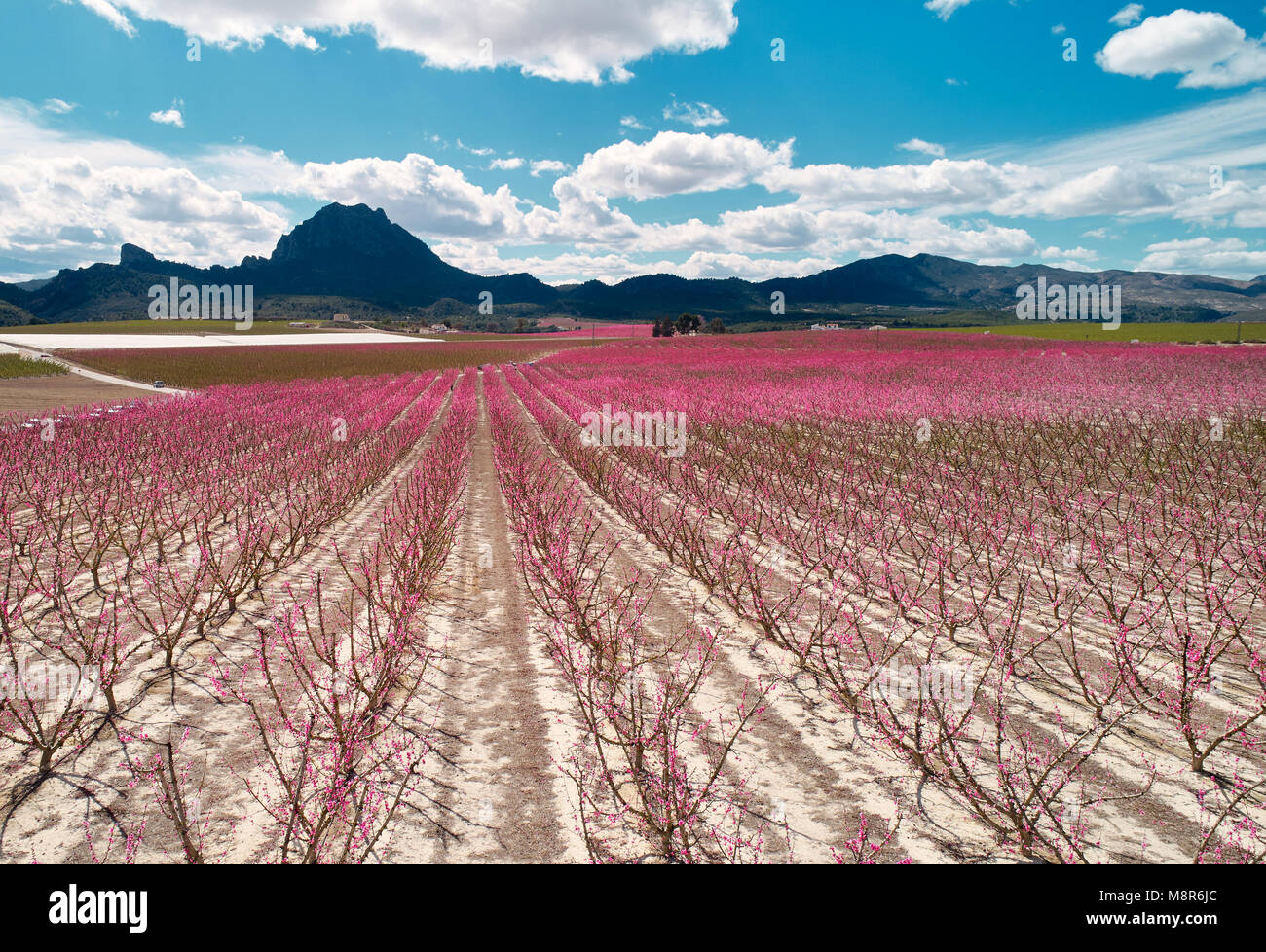 Orchards in bloom. Aerial photography of a blossoming of fruit trees in