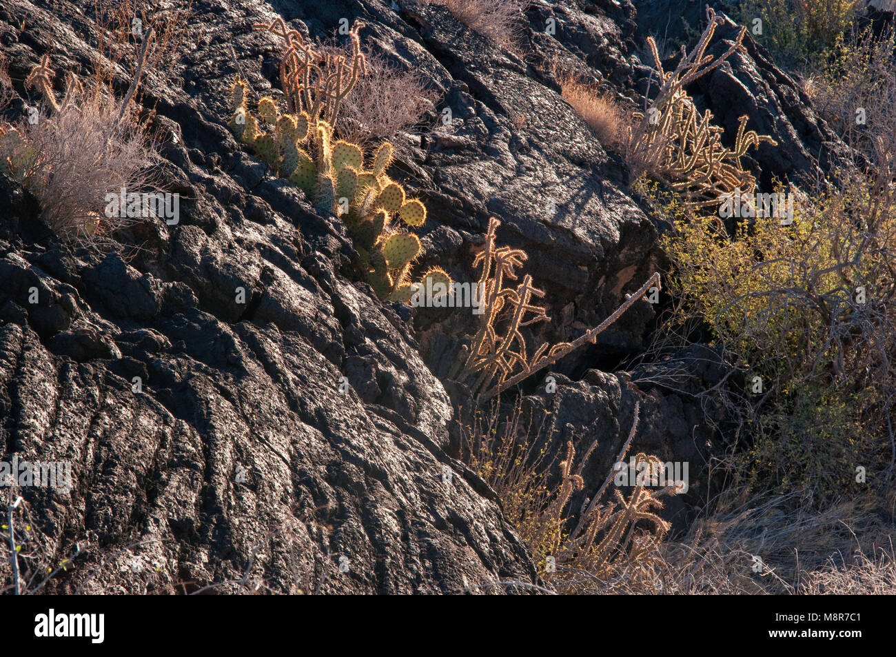 Cacti growing in cracks in pahoehoe lava field, Carrizozo Malpais lava