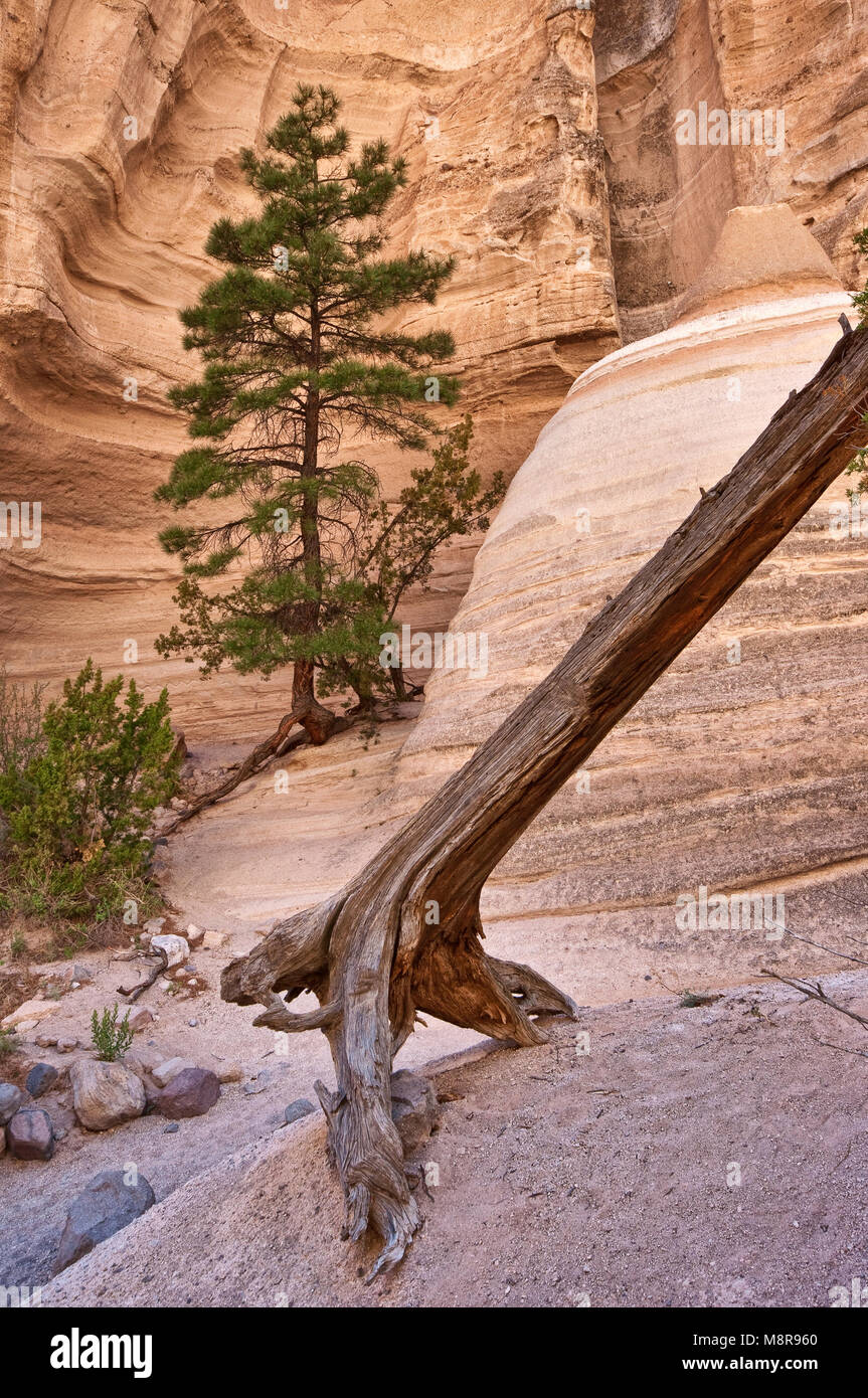 Ponderosa pine growing on sandstone rock, Slot Canyon Trail at Kasha