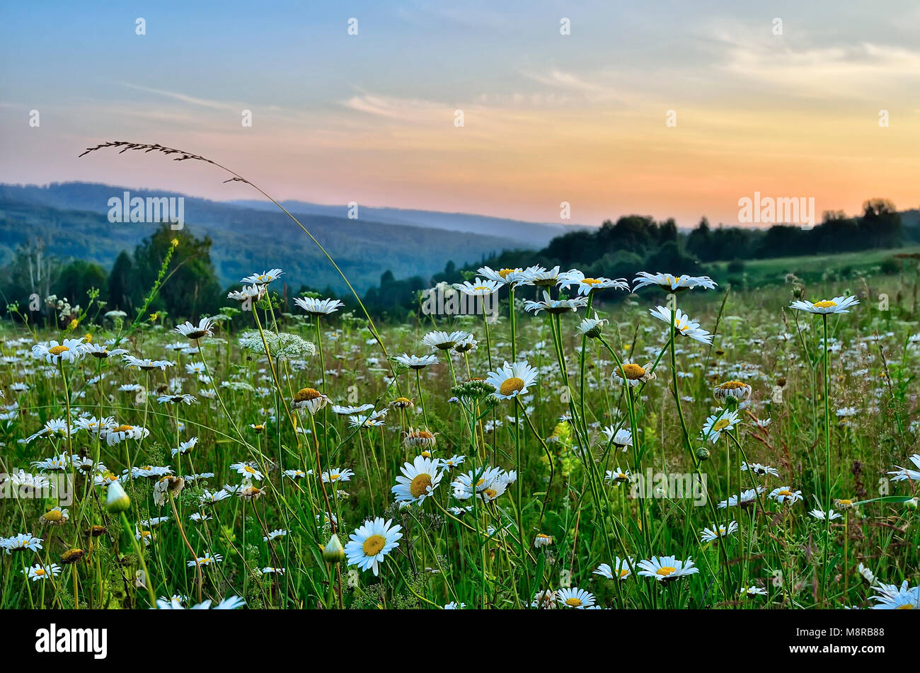 Pink twilight over a summer flowering meadow with chamomiles and other aromatic and melliferous flowers and herbs - romantic mountain landscape with f Stock Photo