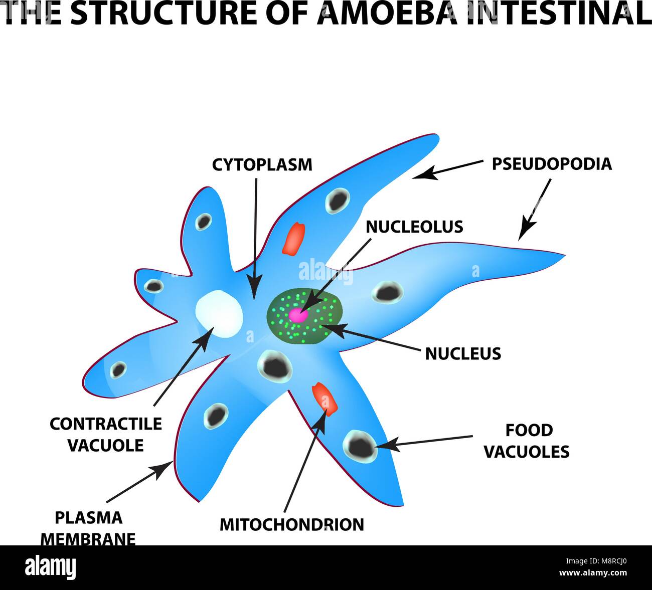 The structure of the amoeba is intestinal. Gastrointestinal Amebiasis. Infographics. Vector illustration on isolated background Stock Vector