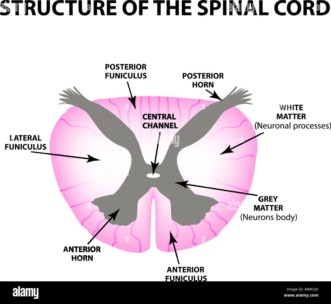 The structure of the spinal cord. Infographics. Vector illustration on isolated background. Stock Vector