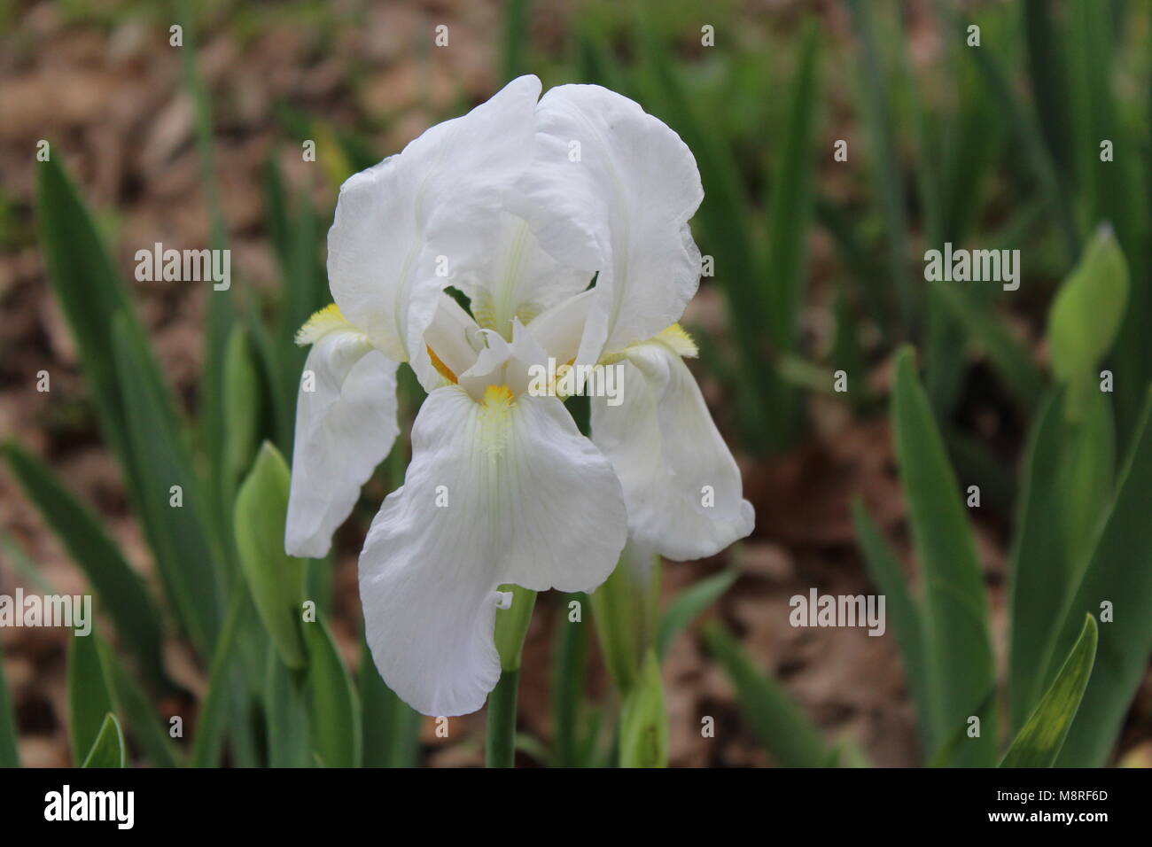 White Iris Bloom Stock Photo