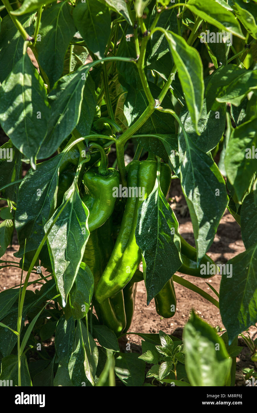 green pepper plants Stock Photo Alamy