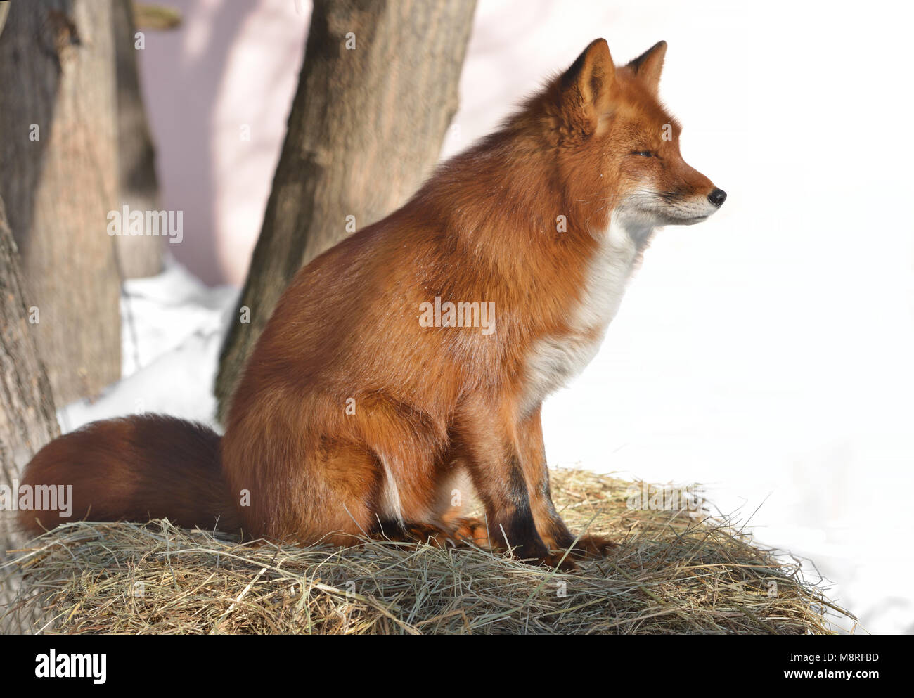 In Fox Red fox animal in the forest hi-res stock photography and images - Alamy