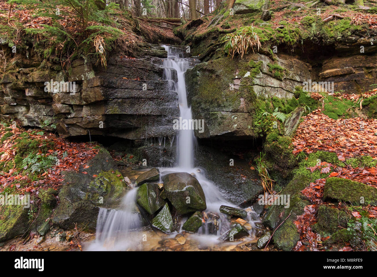 Bedburn beck waterfall in the winter, situated off the beaten track in Hamsterley forest  in County Durham in North East England. Stock Photo