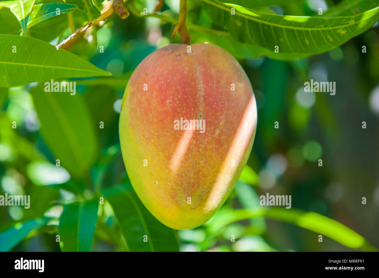 Kensington pride mango hires stock photography and images Alamy