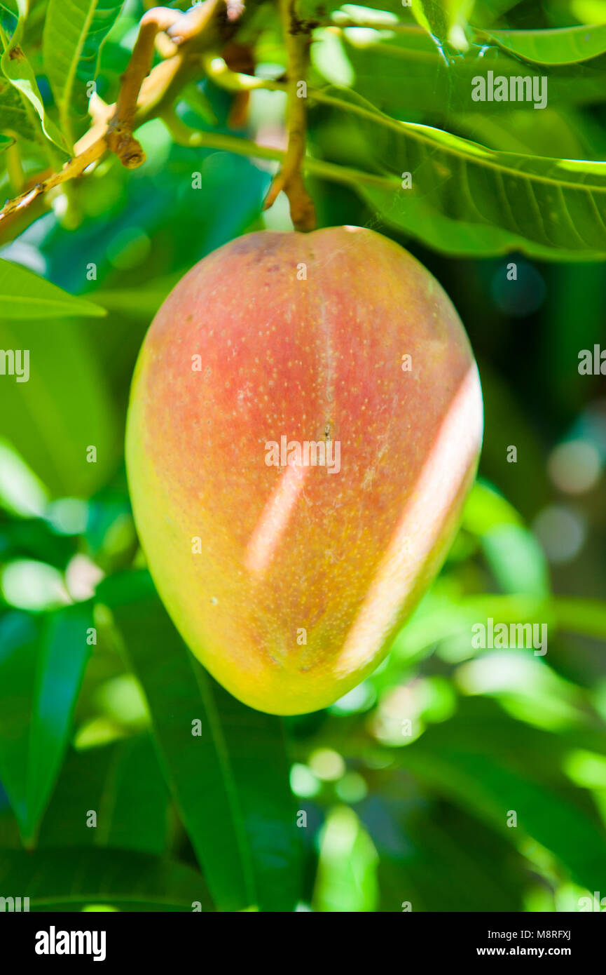 Close up of Kensington Pride Mango (Mangifera indica) growing on mango