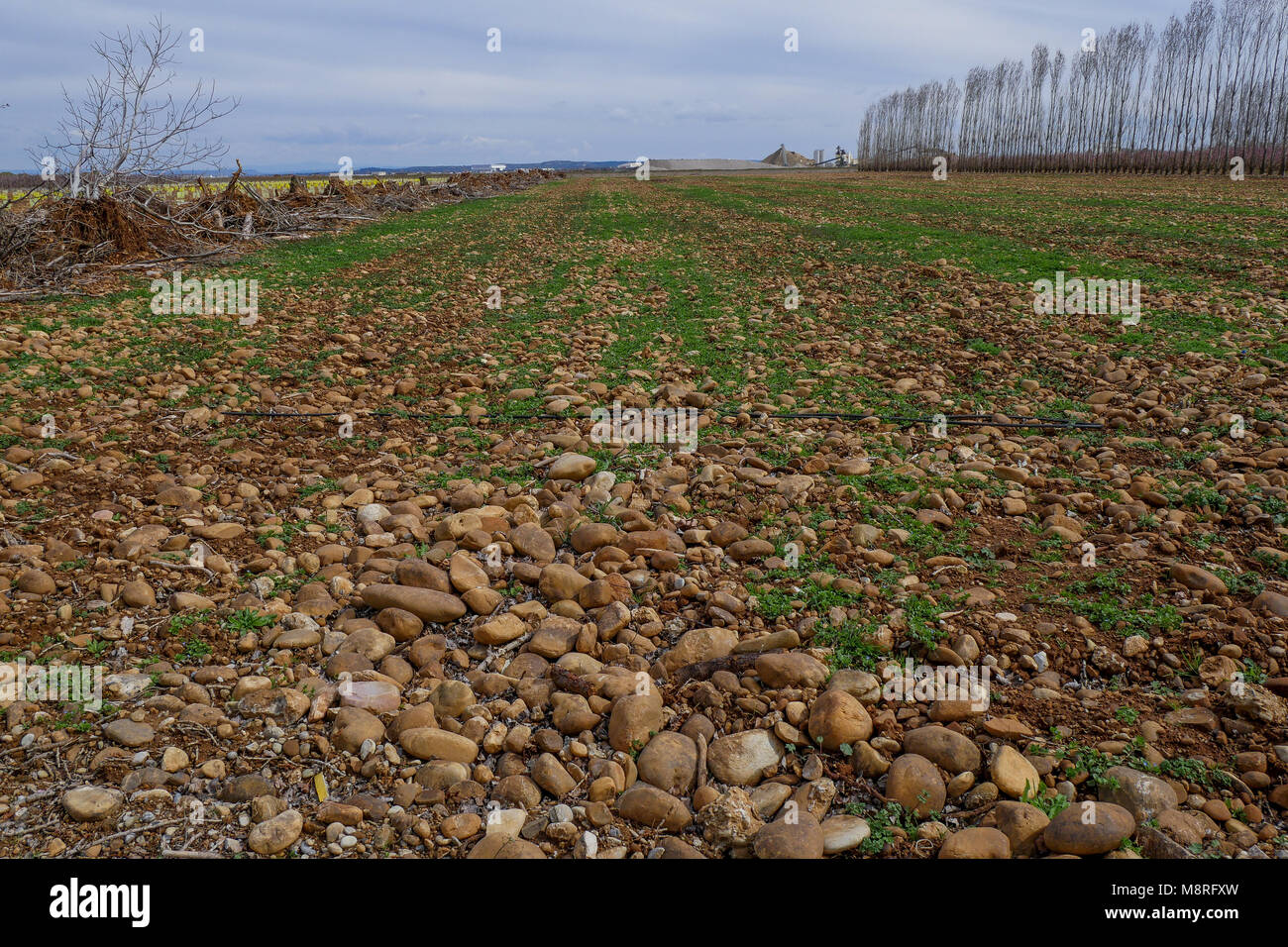 Old field in a fruit trees planting, Plain of the Crau, Bouches-du-Rhone, France Stock Photo