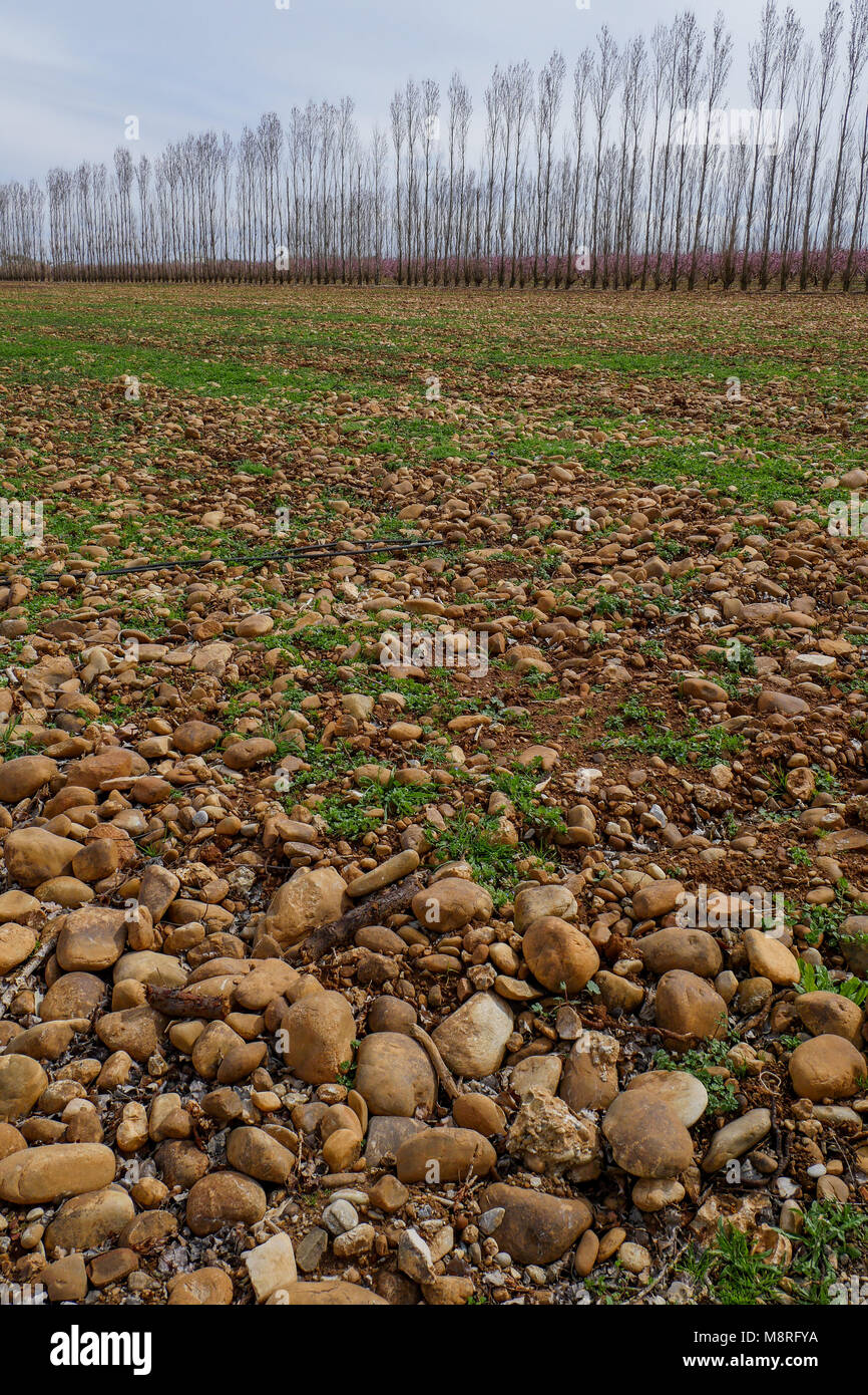 Old field in a fruit trees planting, Plain of the Crau, Bouches-du-Rhone, France Stock Photo