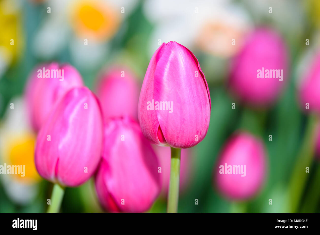 Side view of many Tulip flower bulbs in a garden Stock Photo - Alamy