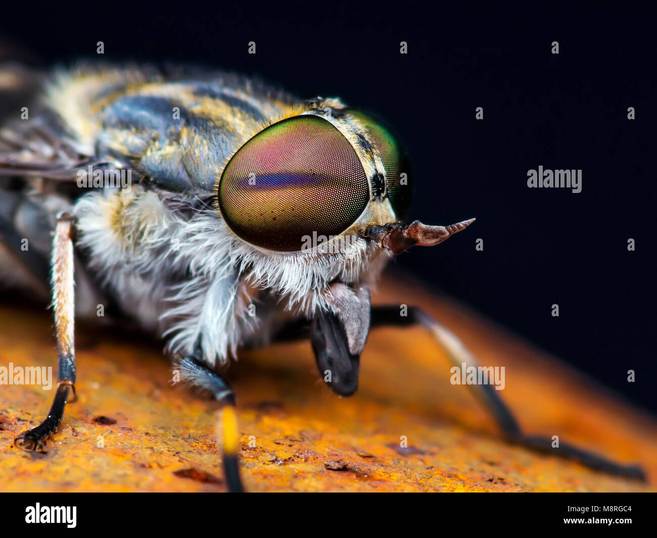 Horsefly or Gadfly or Horse Fly Diptera Insect Macro Stock Photo - Alamy