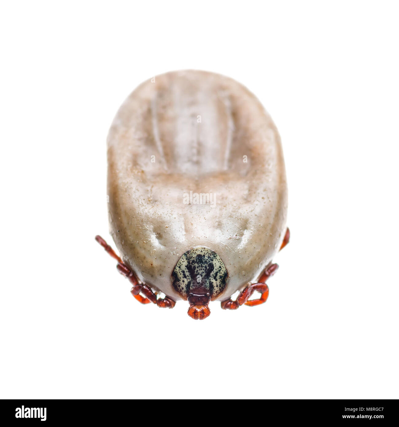 Encephalitis Virus or Lyme Disease Infected Tick Arachnid Insect