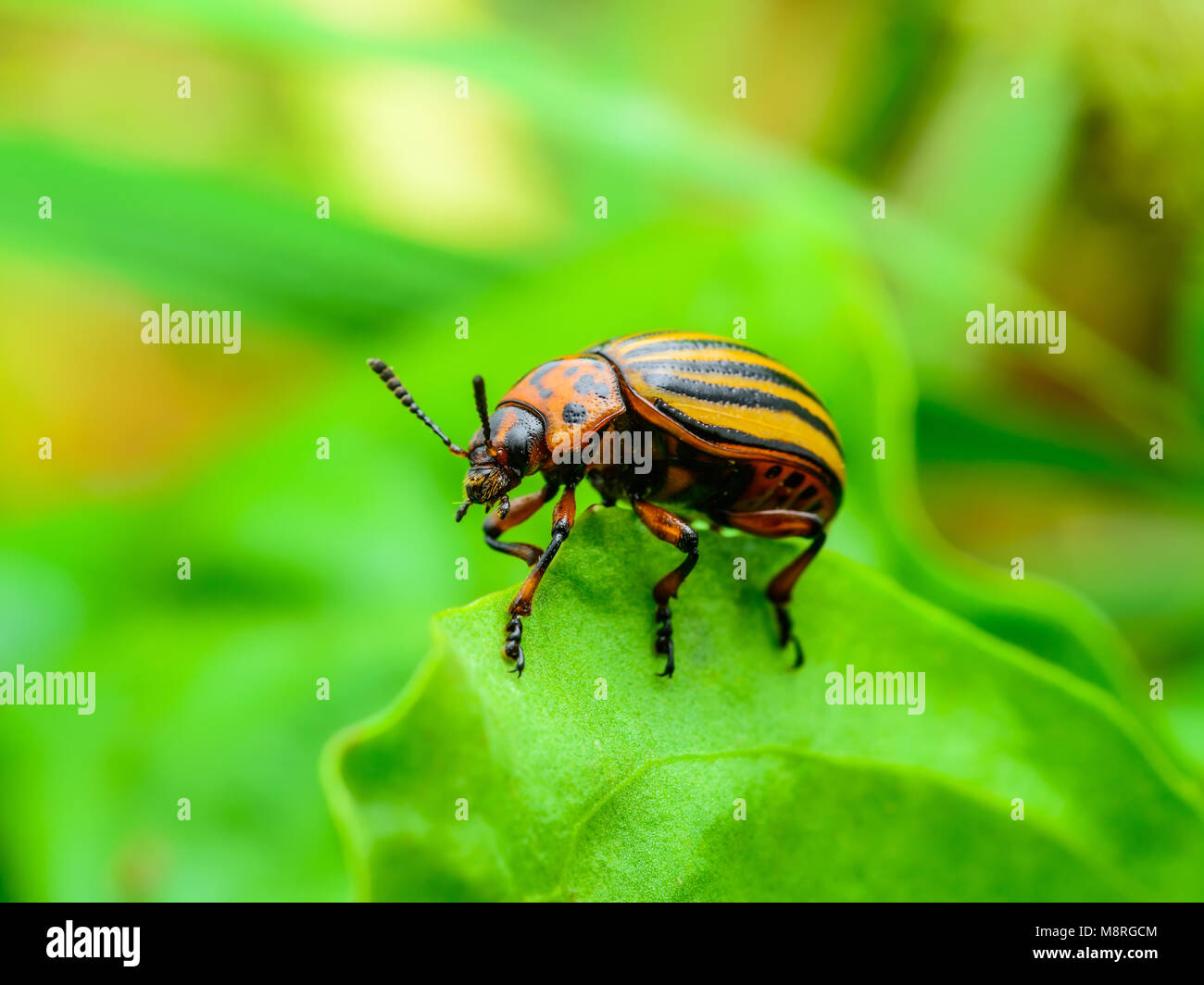 Colorado Potato Beetle on Potato Foliage Nature Close-up Stock Photo
