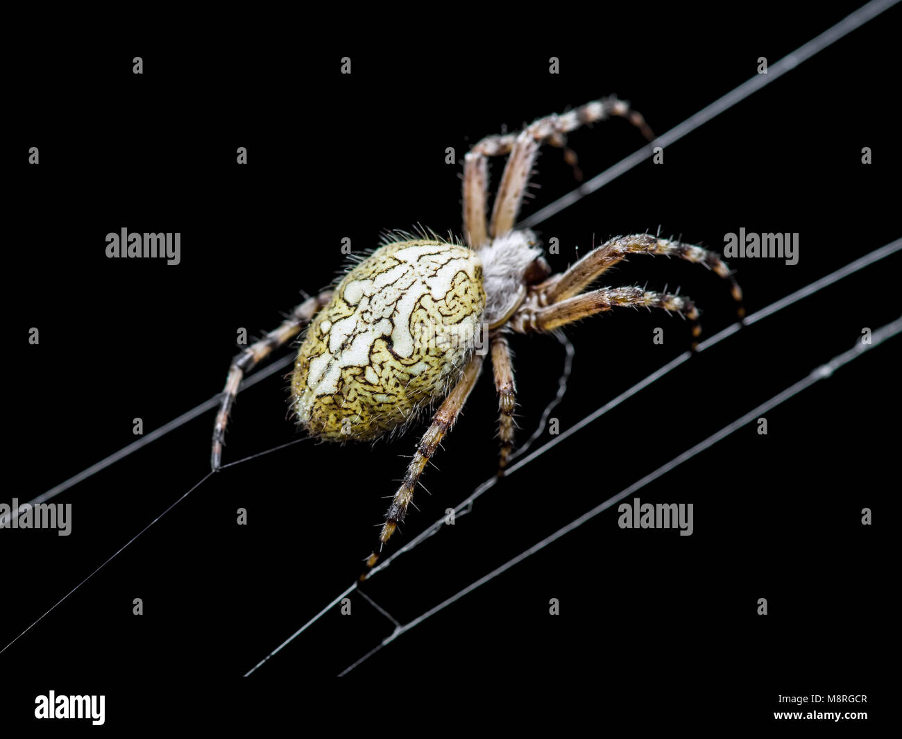 Spider Web Trap on Dark Background Stock Photo