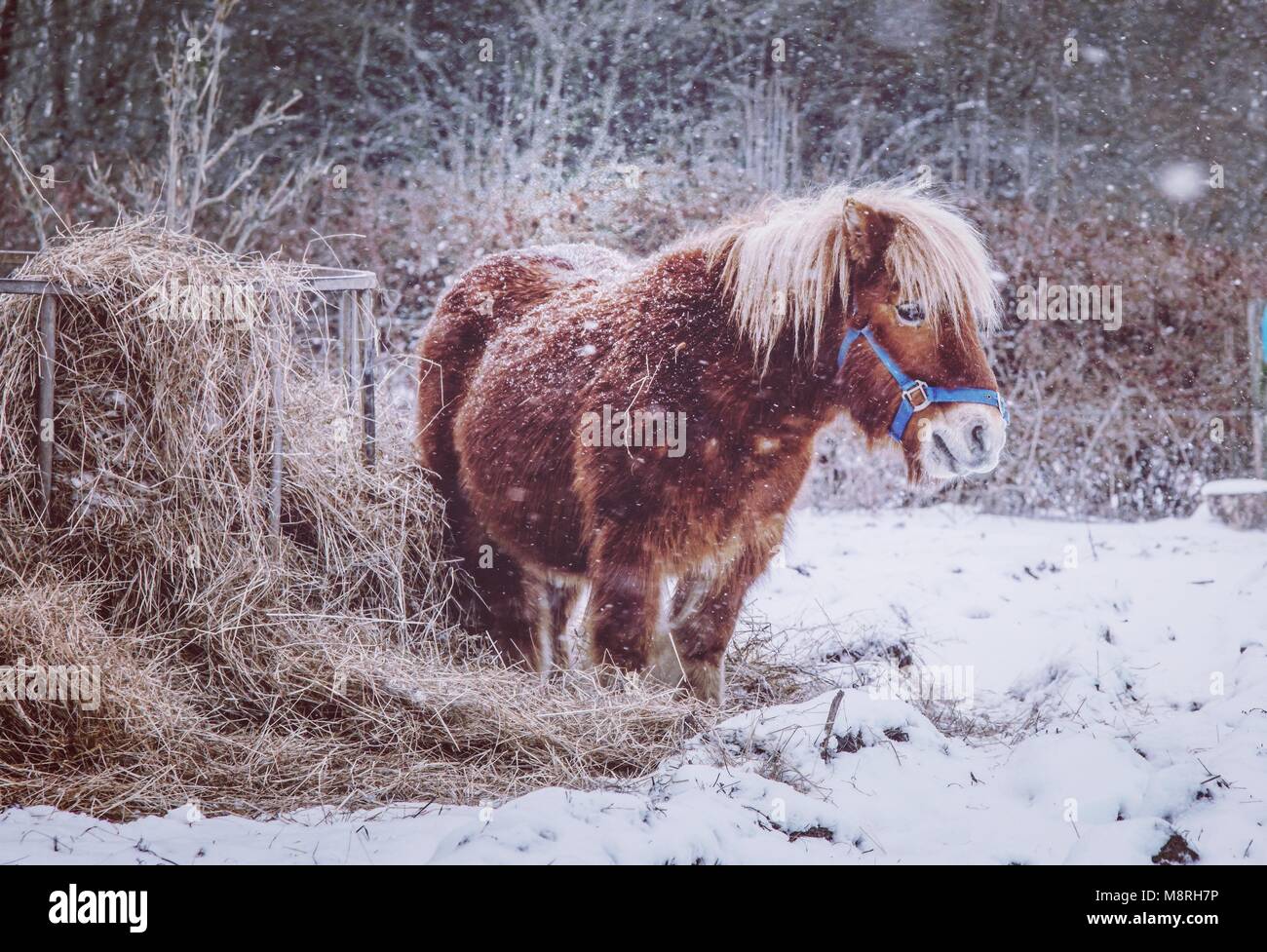 Pony in the snow Stock Photo