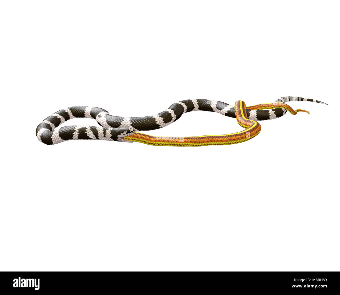 3D Illustration of a California King Snake Swallowing a Yellow Snake