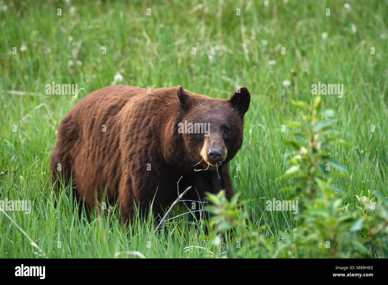 Cinnamon colored black bear (Ursus americanus) feeding on dandelions, Jasper National Park