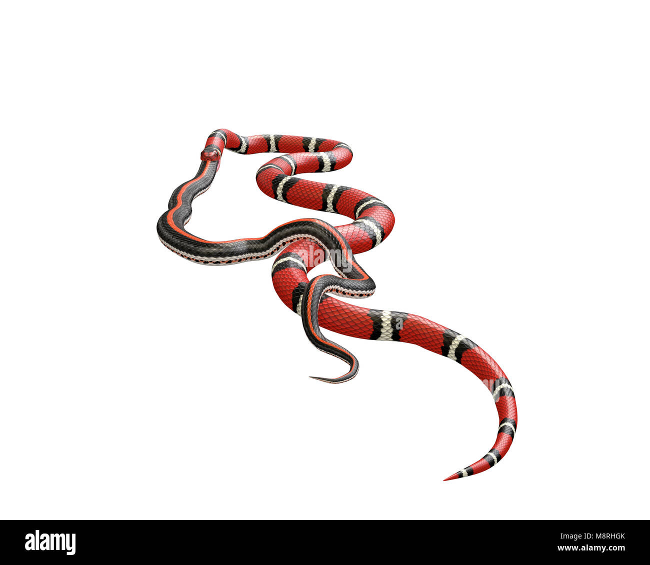 3D Illustration of a Scarlet King Snake Swallowing a Garter Snake Stock