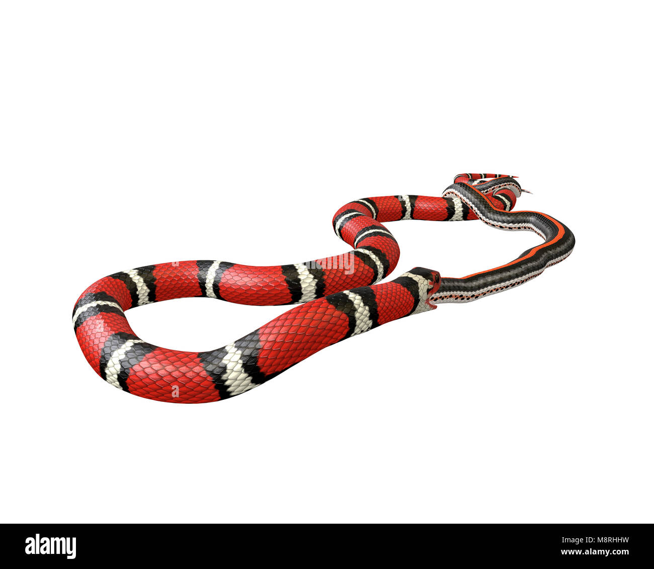 3D Illustration of a Scarlet King Snake Swallowing a Garter Snake Stock