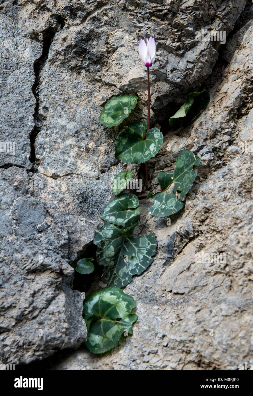 Beautiful fresh pink cyclamen flower and green leaves between the rock crevasse Stock Photo