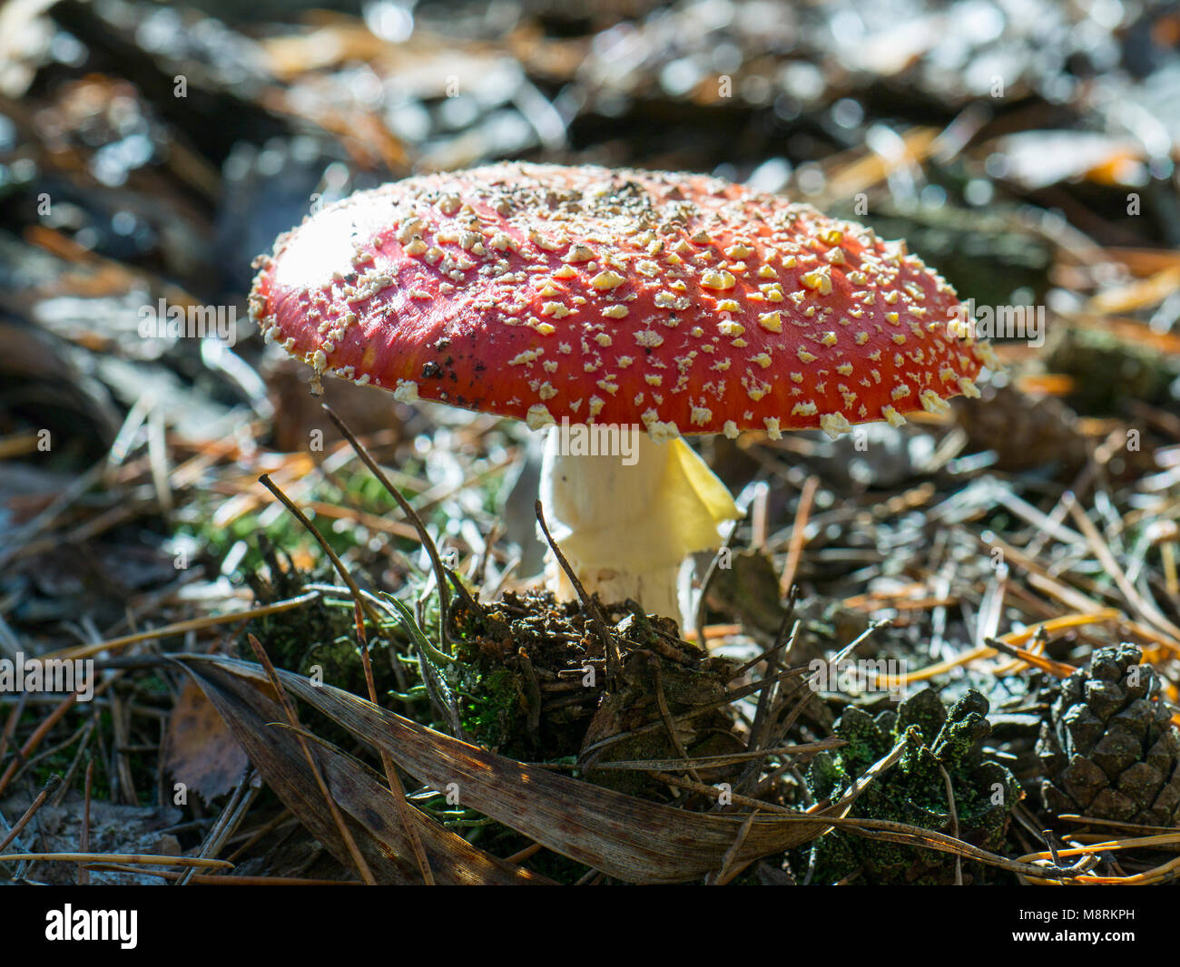 Amanita muscaria, commonly known as the fly agaric or fly amanita, is a mushroom and psychoactive basidiomycete fungus, one of many in the genus Amani Stock Photo
