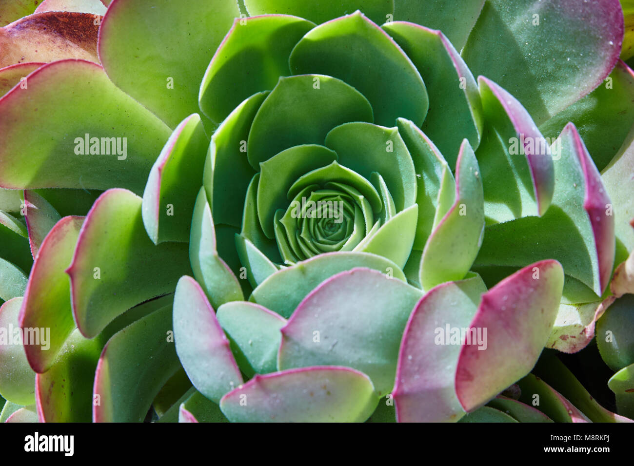 Succulent Gardens of Southern California Stock Photo Alamy