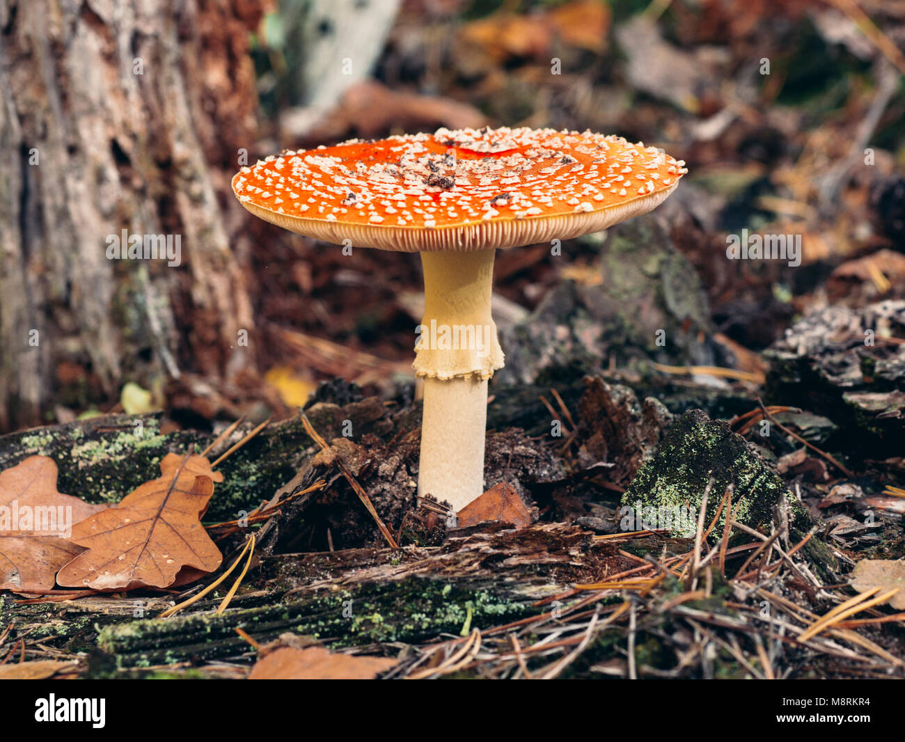 Close Up Of Fly Agaric Or Fly Amanita Amanita Muscaria A Mushroom With Red Cap White Spots White Stem And White Veil With Focus On The Stem And T Stock Photo Close Up Of Fly Agaric Or Fly Amanita Amanita Muscaria A Mushroom With Red Cap White Spots White Stem And White Veil With Focus On The Stem And T Stock Photo