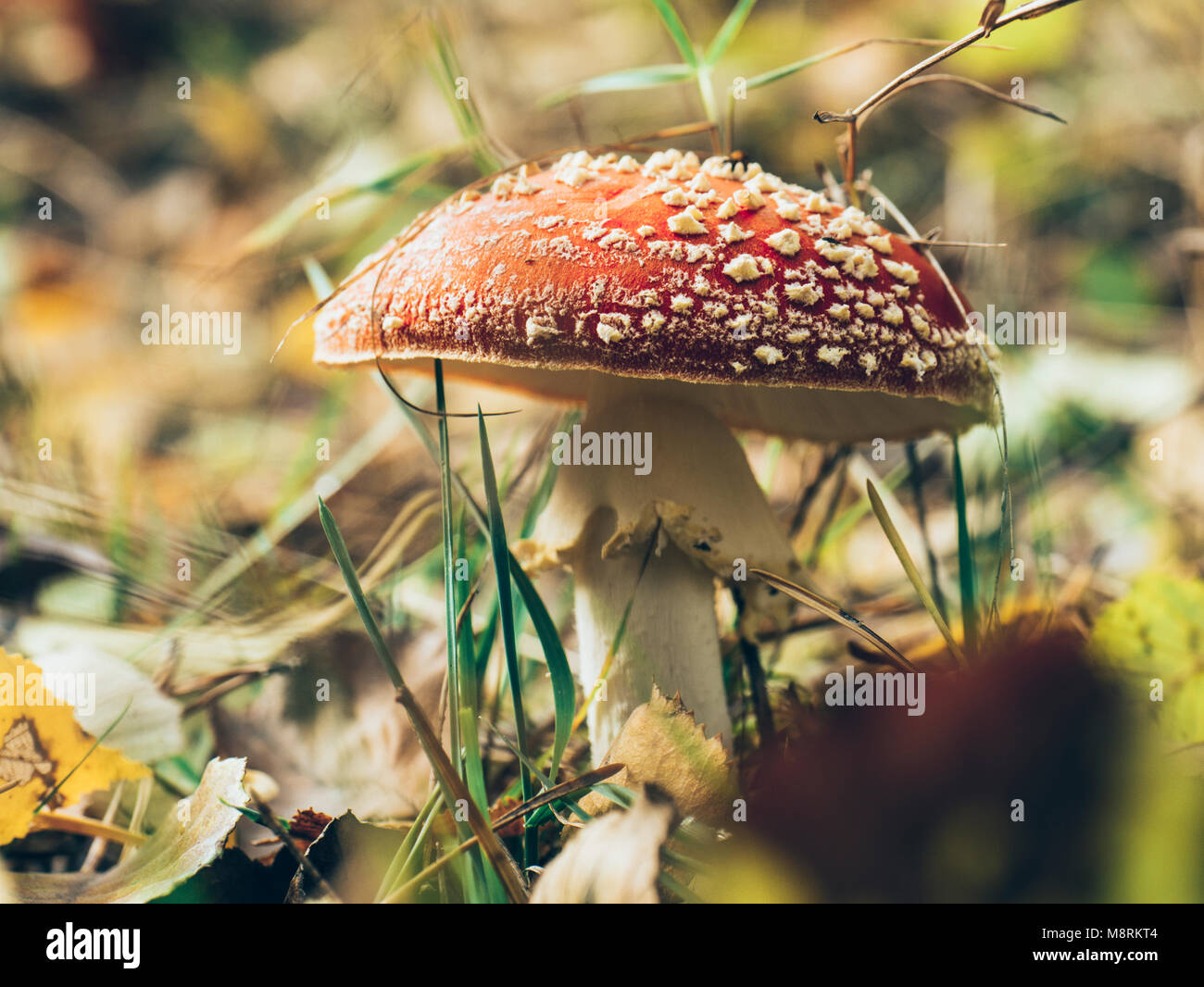 Amanita muscaria, poisonous mushroom in the grass Stock Photo