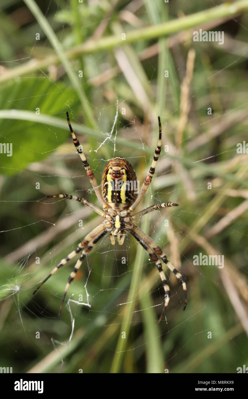 Underside of female wasp spider, argiope bruennichi, on web Stock Photo