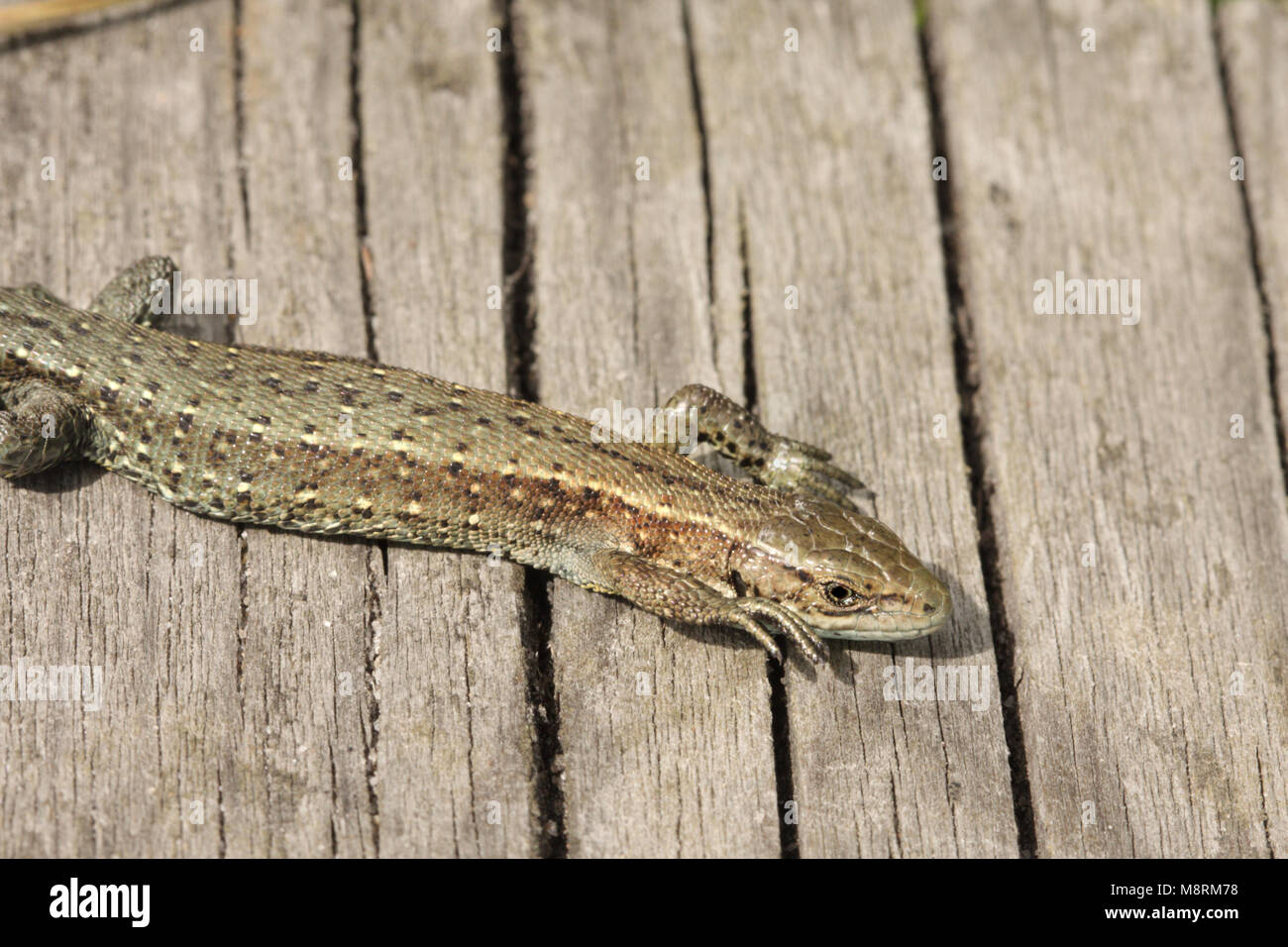 Common lizard, zootoca vivipara, basking on boardwalk Stock Photo