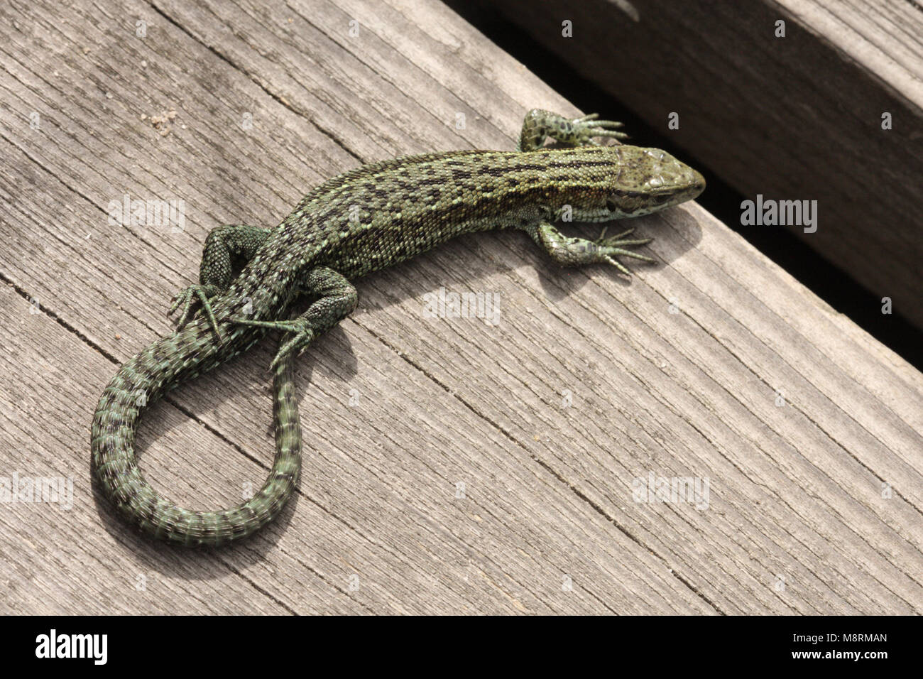 Common lizard, zootoca vivipara, basking on boardwalk Stock Photo