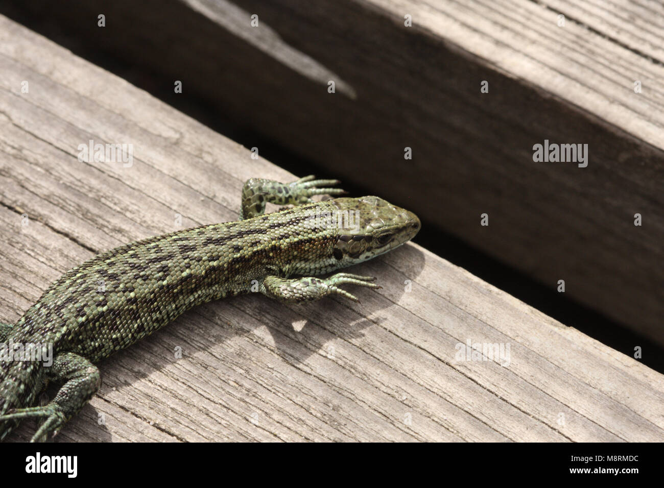 Common lizard, zootoca vivipara, basking on boardwalk Stock Photo