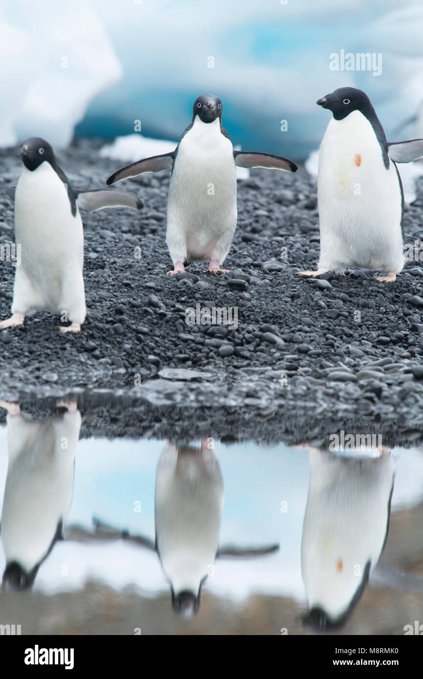 3 Adelie penguins walks along the shoreline casting a reflection in the water at Brown Bluff, Antarctica. Stock Photo