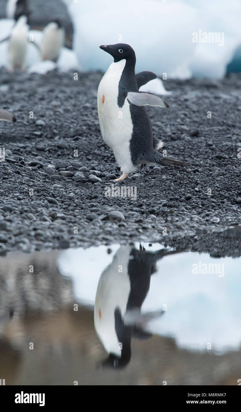 An Adelie penguin walks along the shoreline casting a reflection in the water at Brown Bluff, Antarctica. Stock Photo