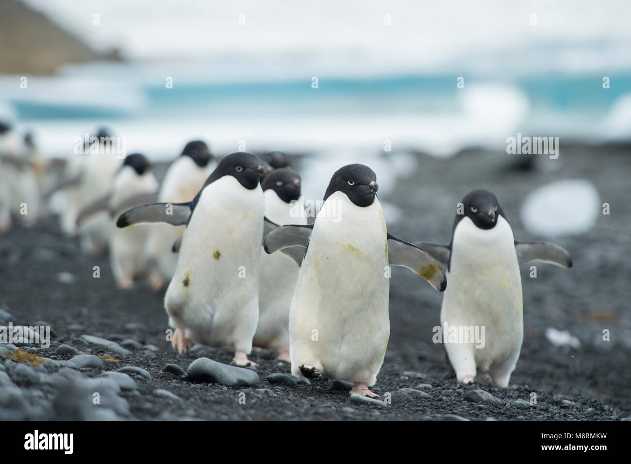 Groups of Adelie penguins walk along the shoreline at Brown Bluff, Antarctica. Stock Photo
