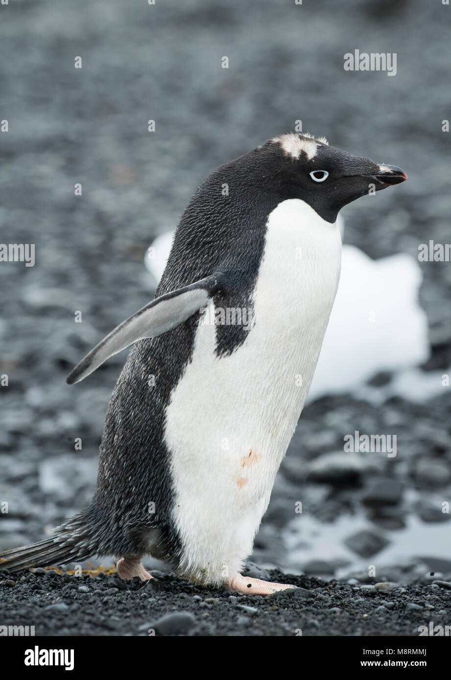 An Adelie penguin stands along the shoreline at Brown Bluff, Antarctica in the late stages of molting, with visible feathers on the top of its head. Stock Photo