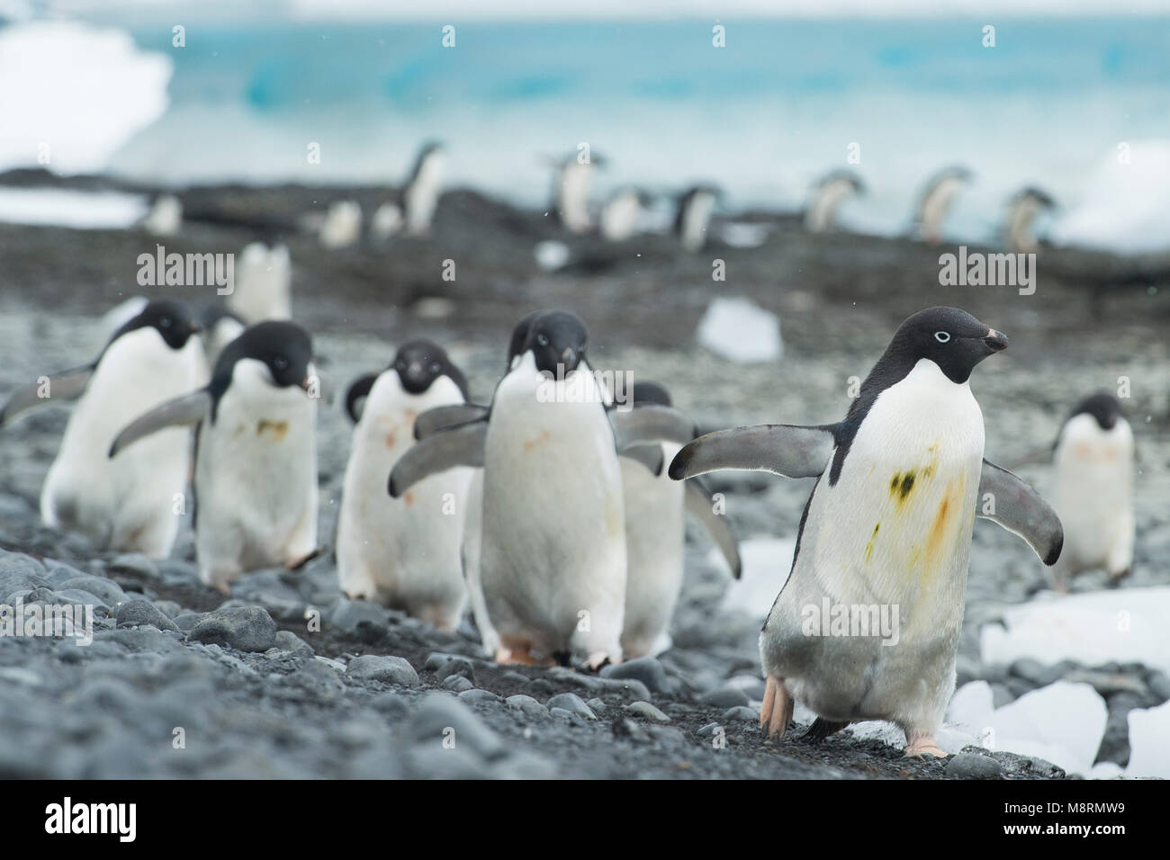 Groups of Adelie penguins walk along the shoreline at Brown Bluff ...