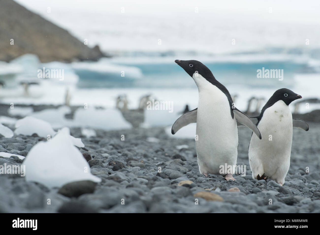 Groups of Adelie penguins walk along the shoreline at Brown Bluff, Antarctica. Stock Photo