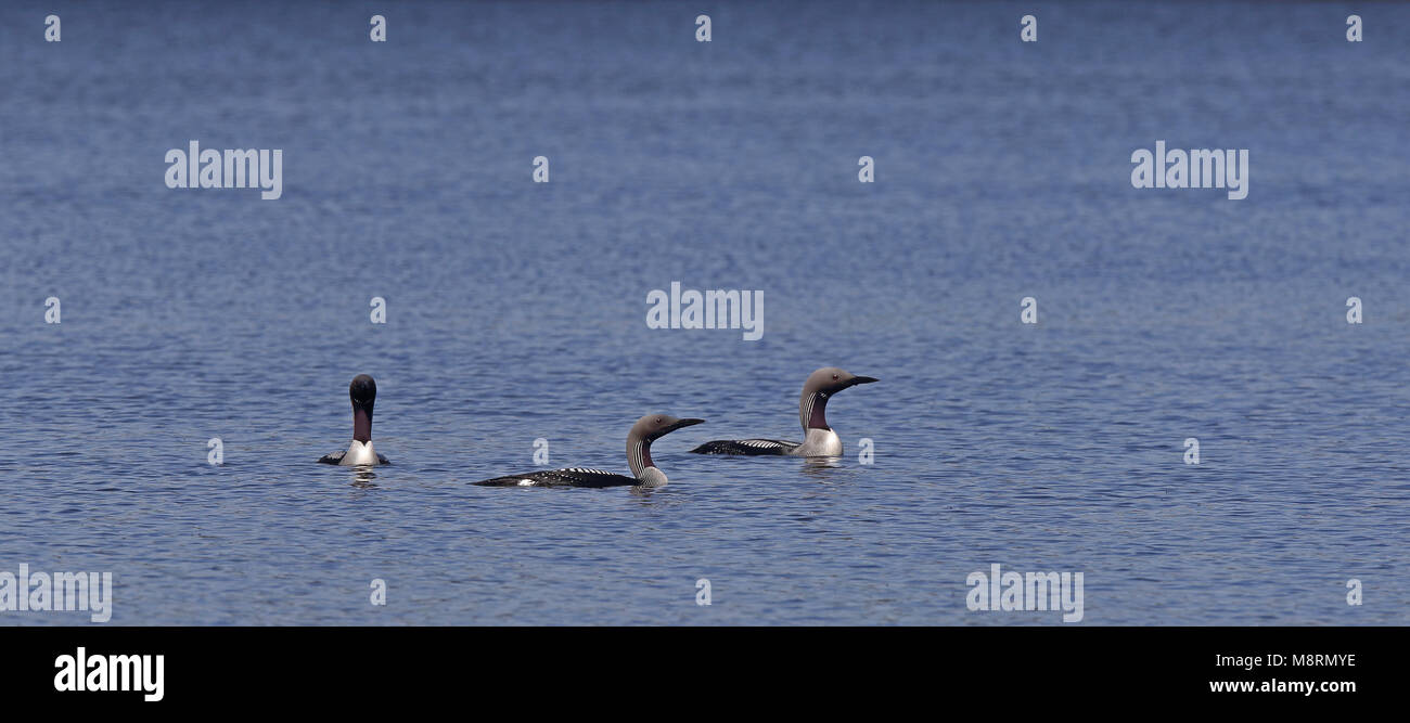 Black-throated loons in breeding plumage Stock Photo