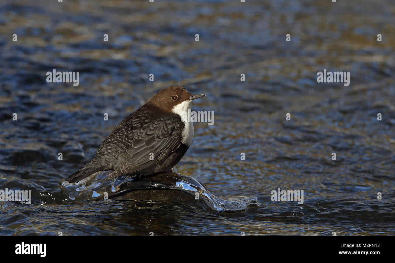 White-throated dipper (Cinclus cinclus) sitting on ice in the stream Stock Photo